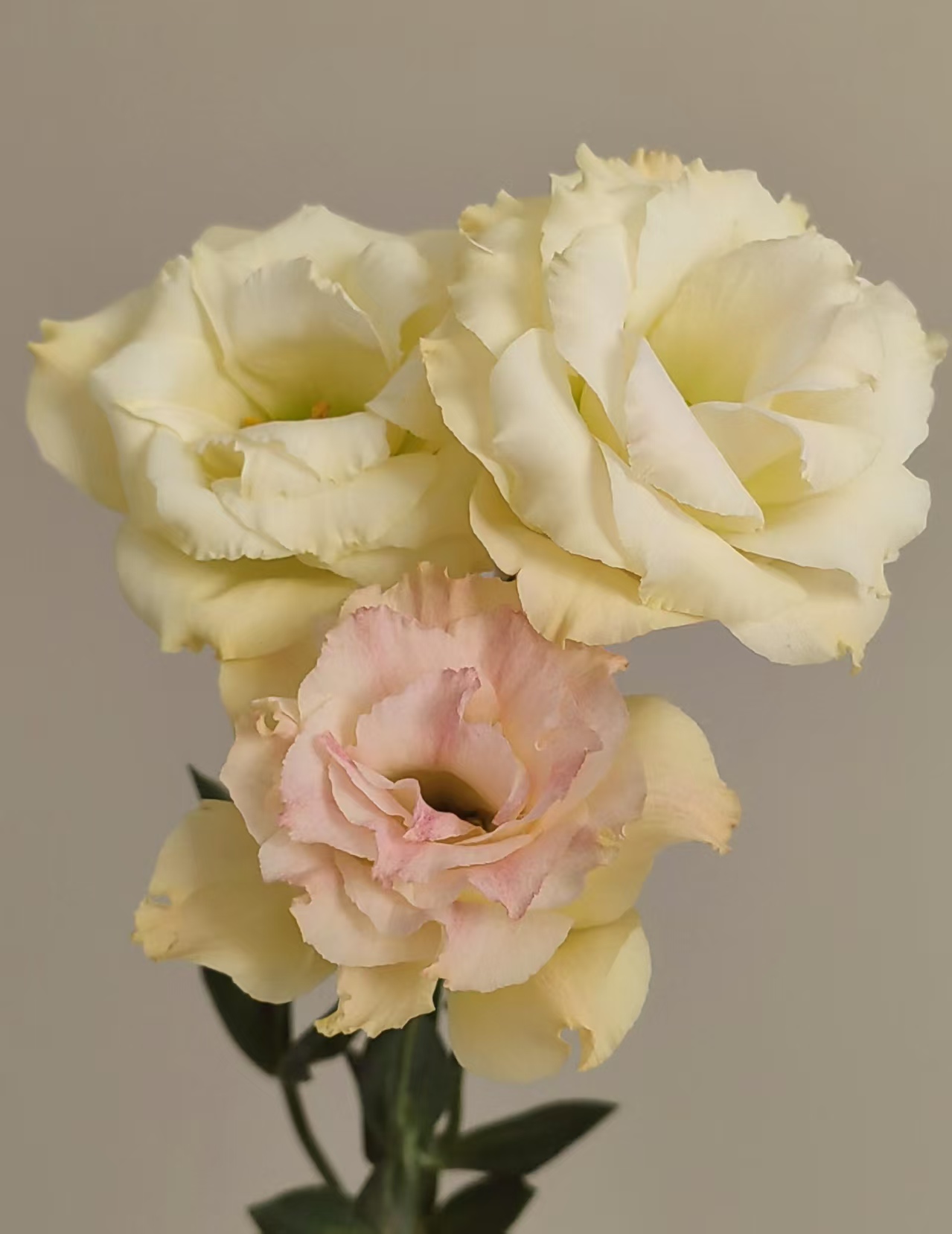 Champagne Lisianthus Champagne Lisianthus