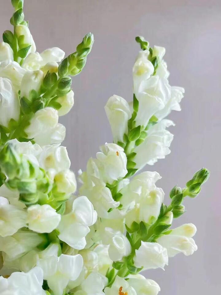 White Snapdragon White Snapdragon