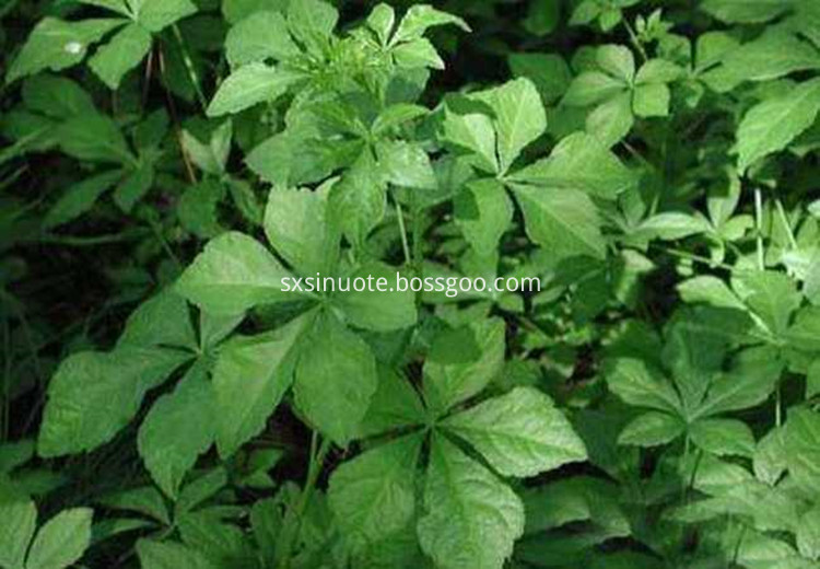 Siberian Ginseng Extract Siberian Ginseng Extract