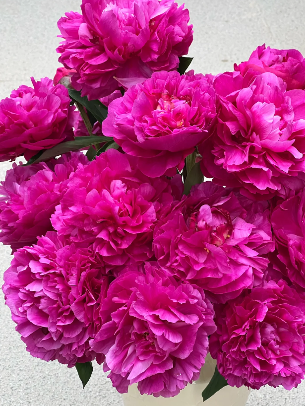 Red Fuji Herbaceous Peony Red Fuji Herbaceous Peony