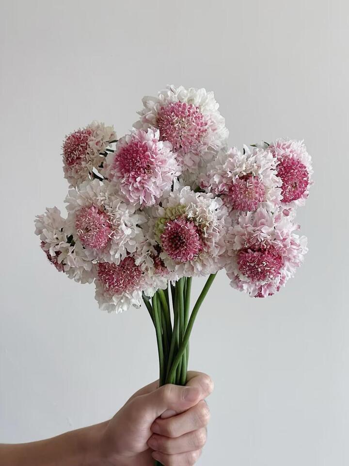 Scabiosa Marshmallow Scoop Scabiosa Marshmallow Scoop