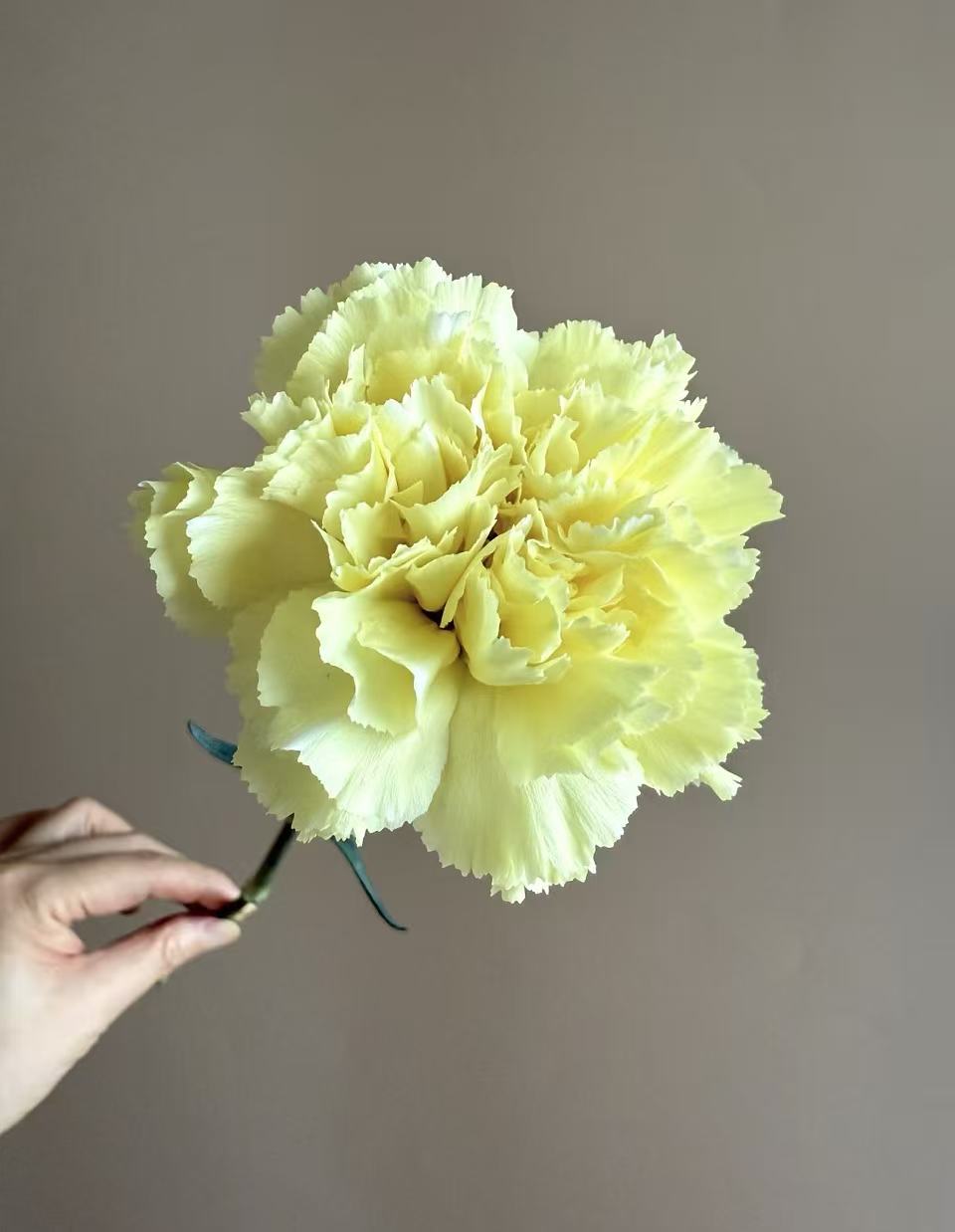 Single-headed Carnation with Yellow Single-headed Carnation with Yellow