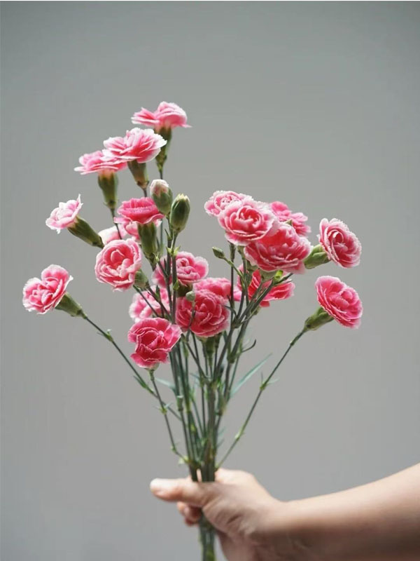 Spray carnation prince cherry Spray carnation prince cherry