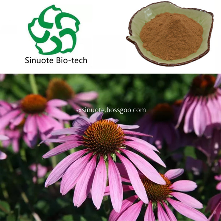 Chicoric Acid Chicoric Acid