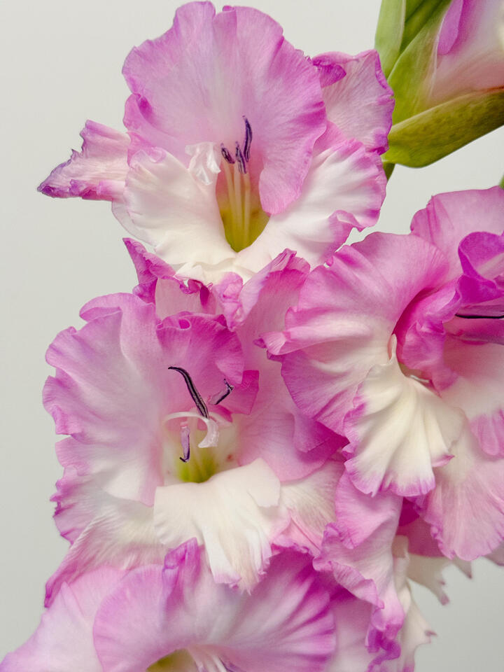 Juliet Gladiolus Juliet Gladiolus