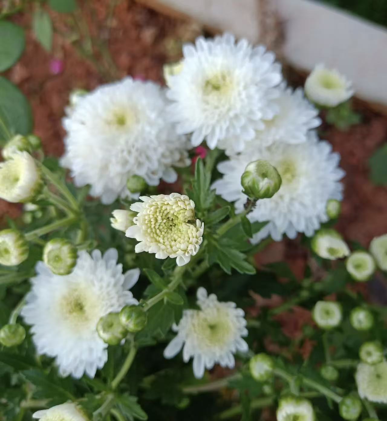 Lantern spray white chrysanthemum Lantern spray white chrysanthemum