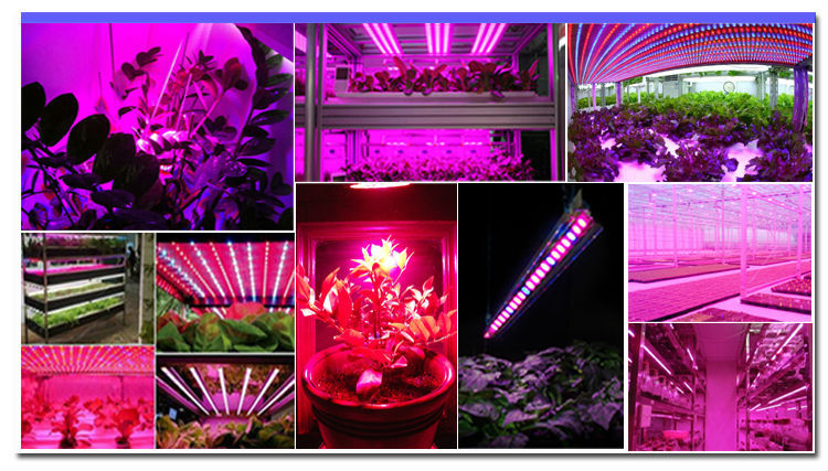 LED Vegetation Lights