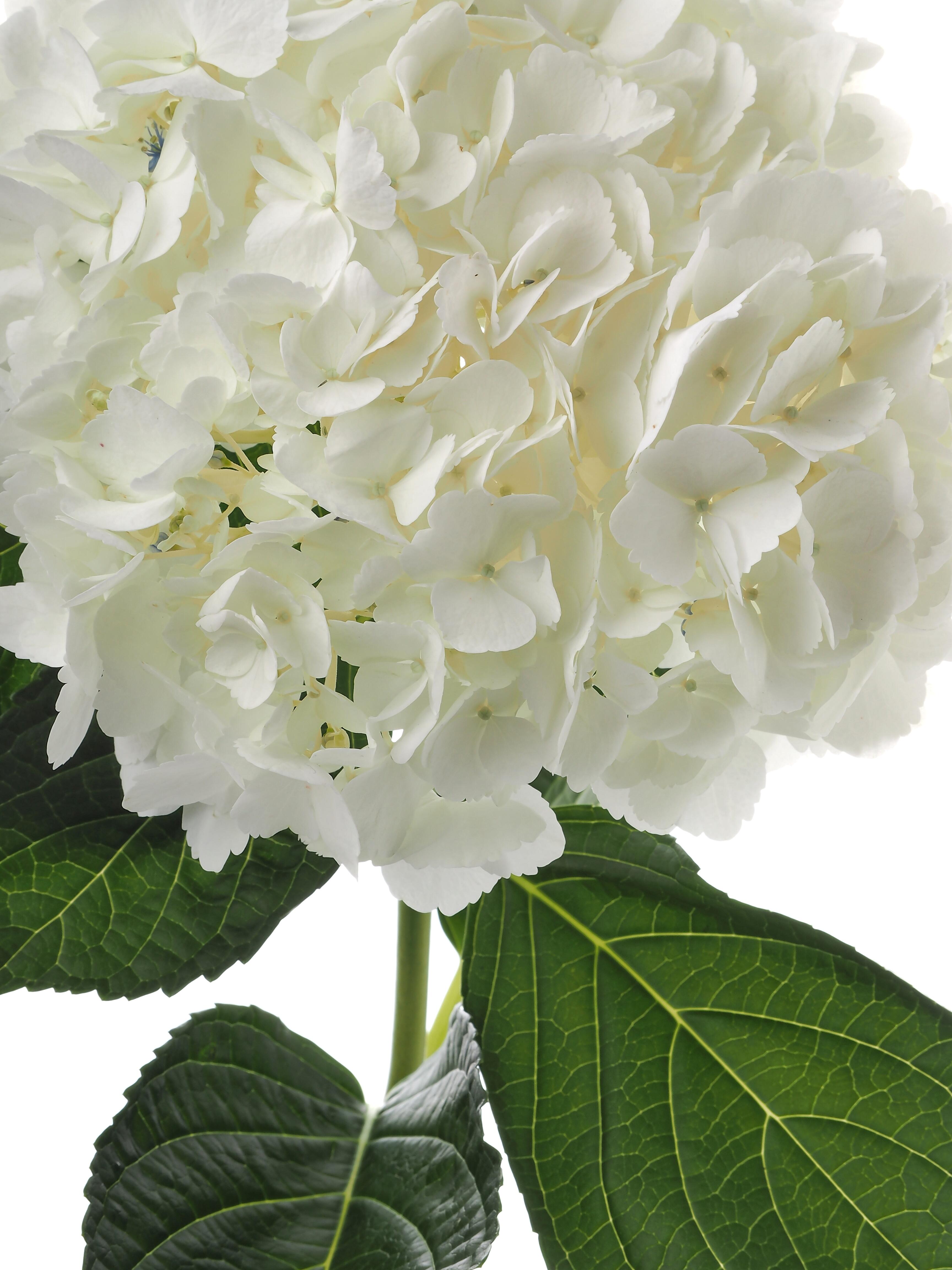 White single hydrangea White single hydrangea