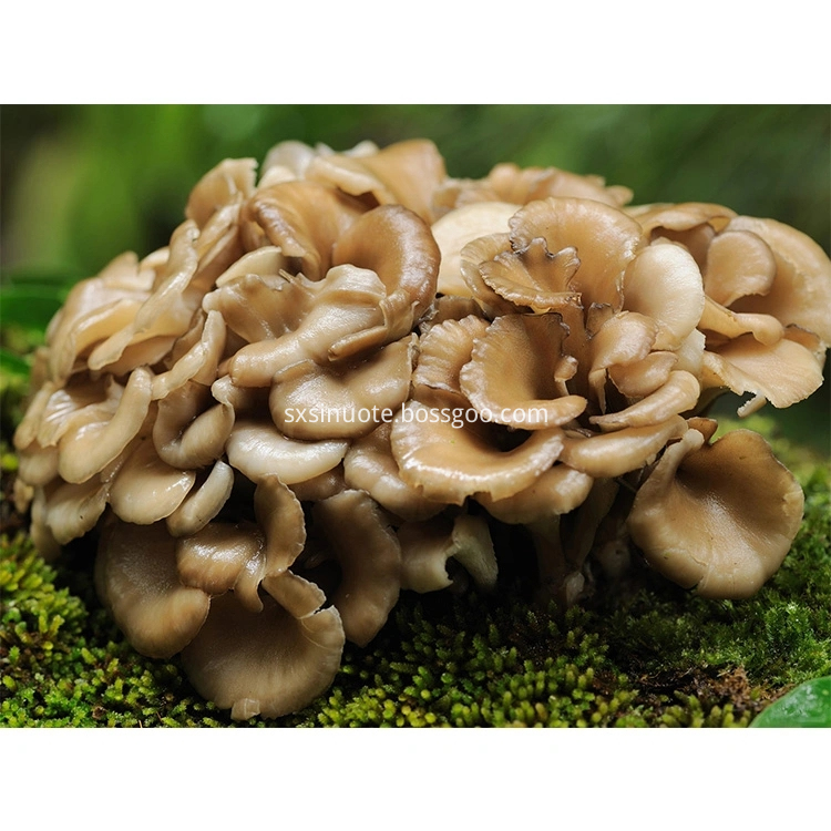 Maitake Mushroom Extract Maitake Mushroom Extract
