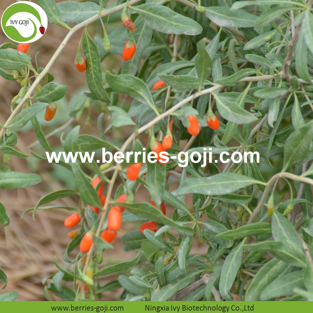 Goji berry Goji berry