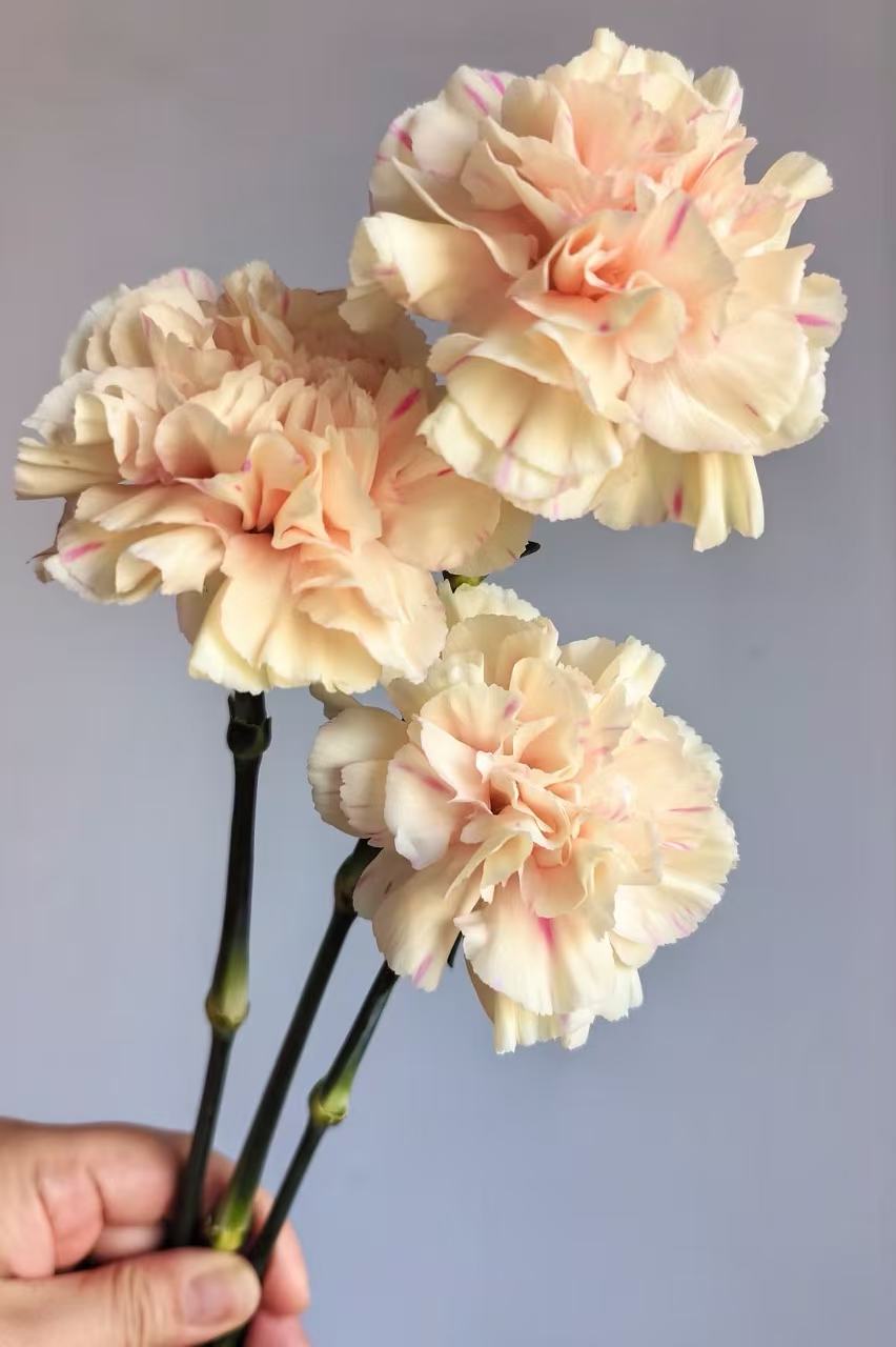 Single-headed Carnation first kiss Single-headed Carnation first kiss