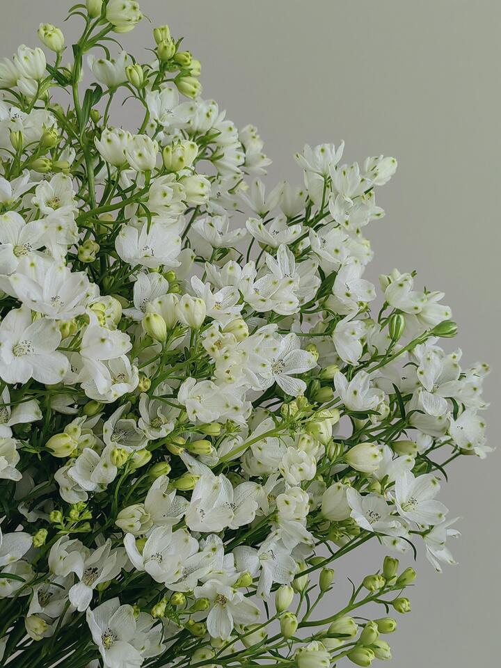 White Little Delphinium White Little Delphinium