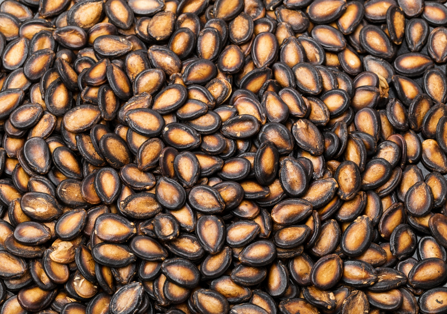 Watermelon Seed Protein (1) Watermelon Seed Protein (1)
