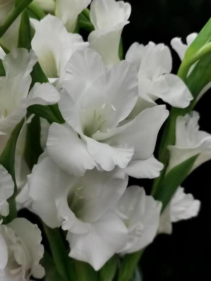 White Gladiolus White Gladiolus