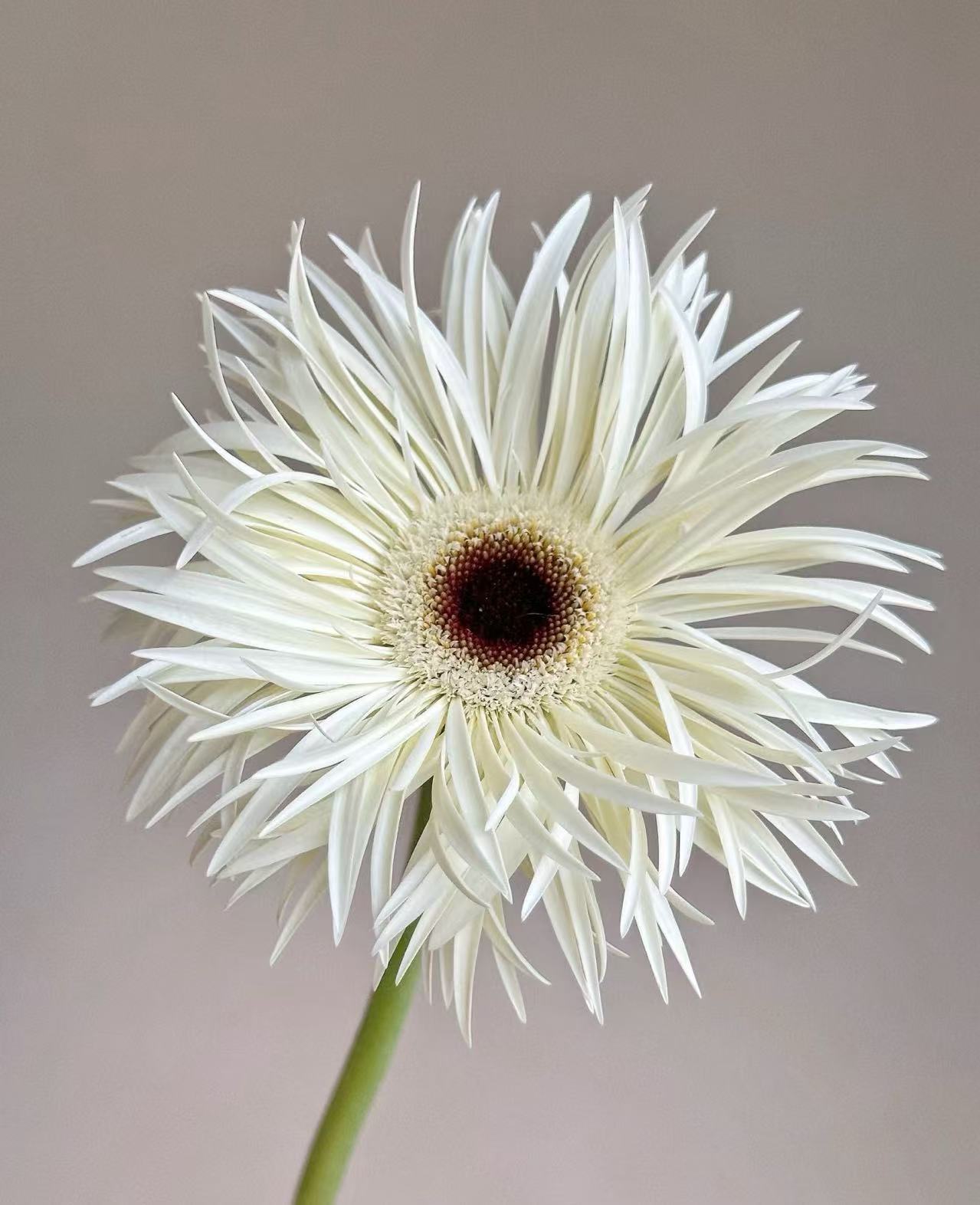 Standard white chrysanthemum Silky Gerbera Standard white chrysanthemum Silky Gerbera