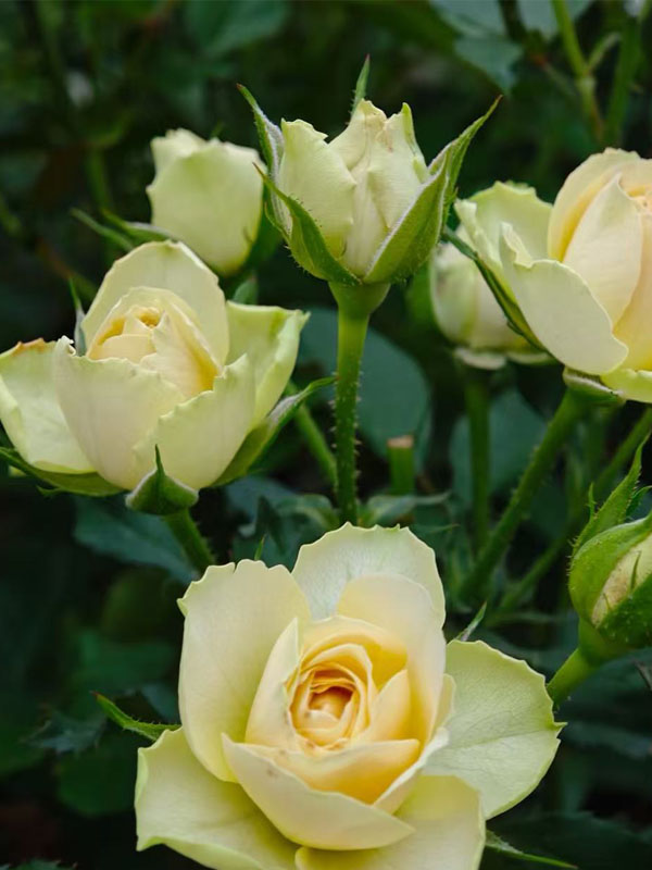 Avocado Spray rose Avocado Spray rose