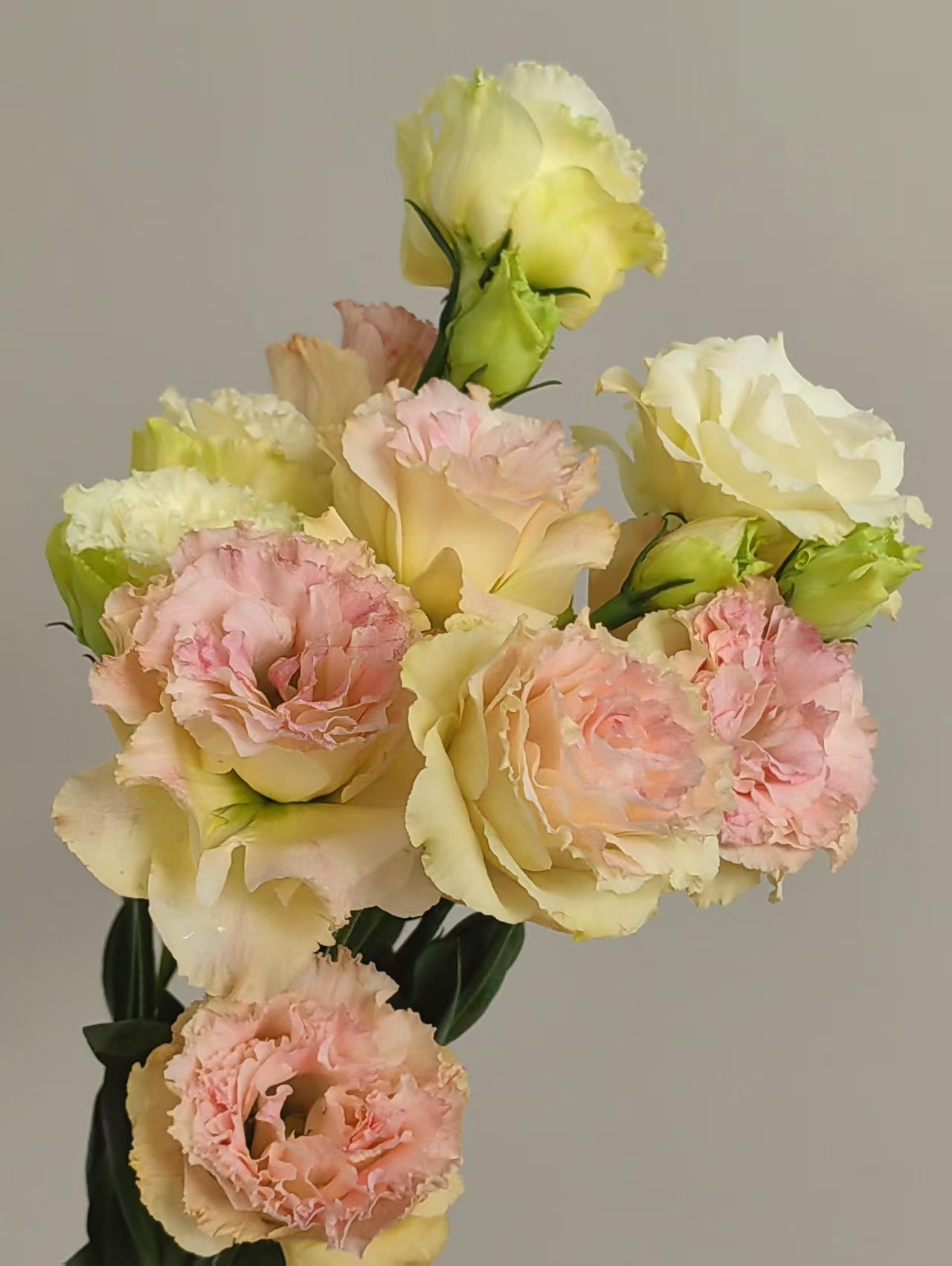 Champagne Lisianthus Champagne Lisianthus