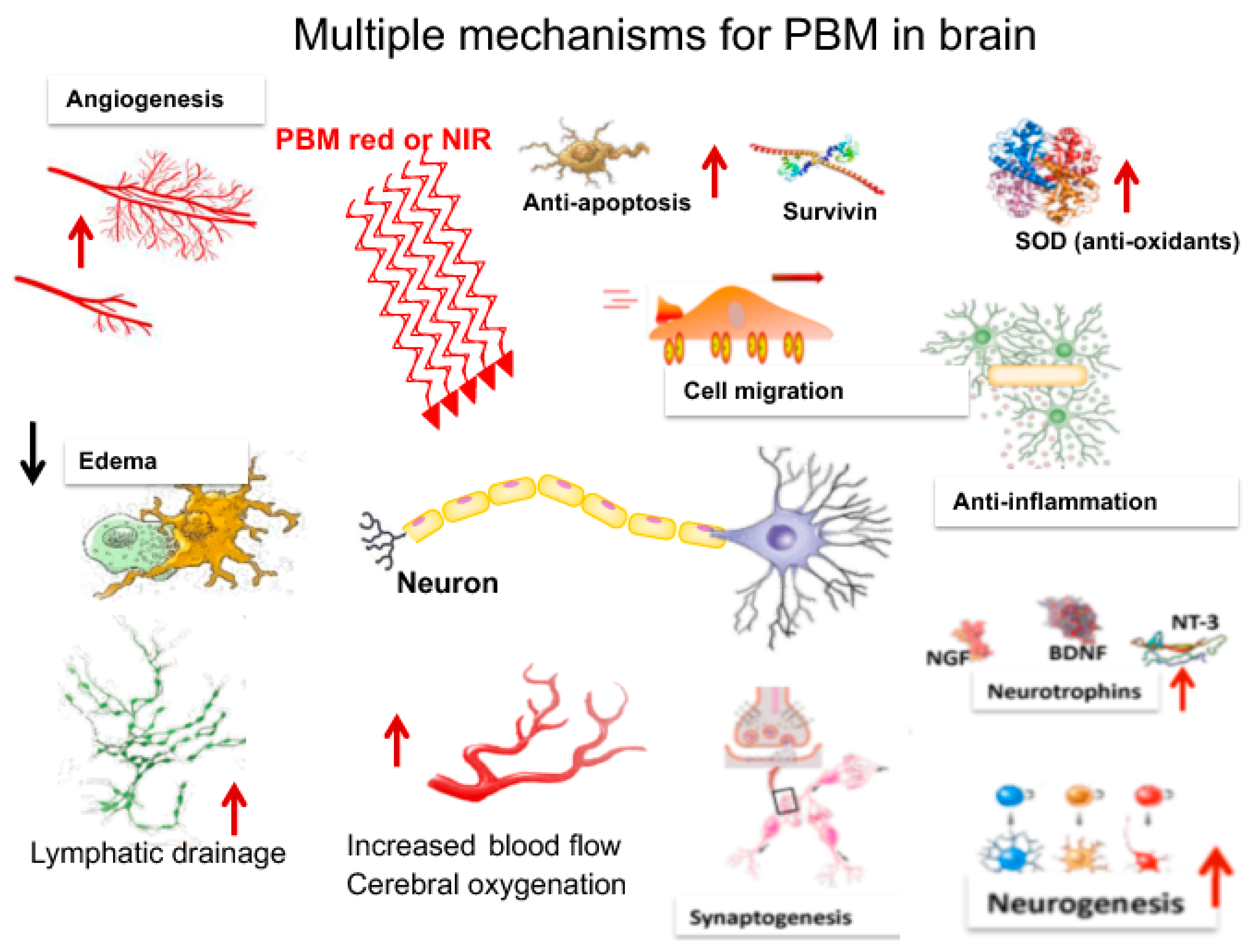 mechanisms for PBM (2)