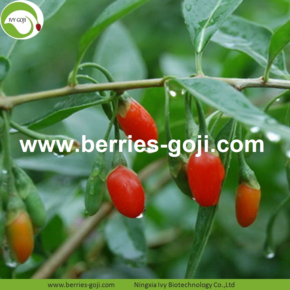Goji berry Goji berry