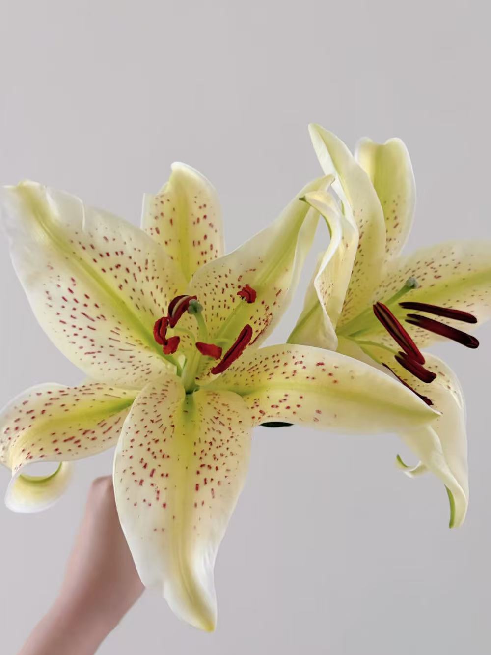 Tiger Muen Oriental Lily1 Tiger Muen Oriental Lily1