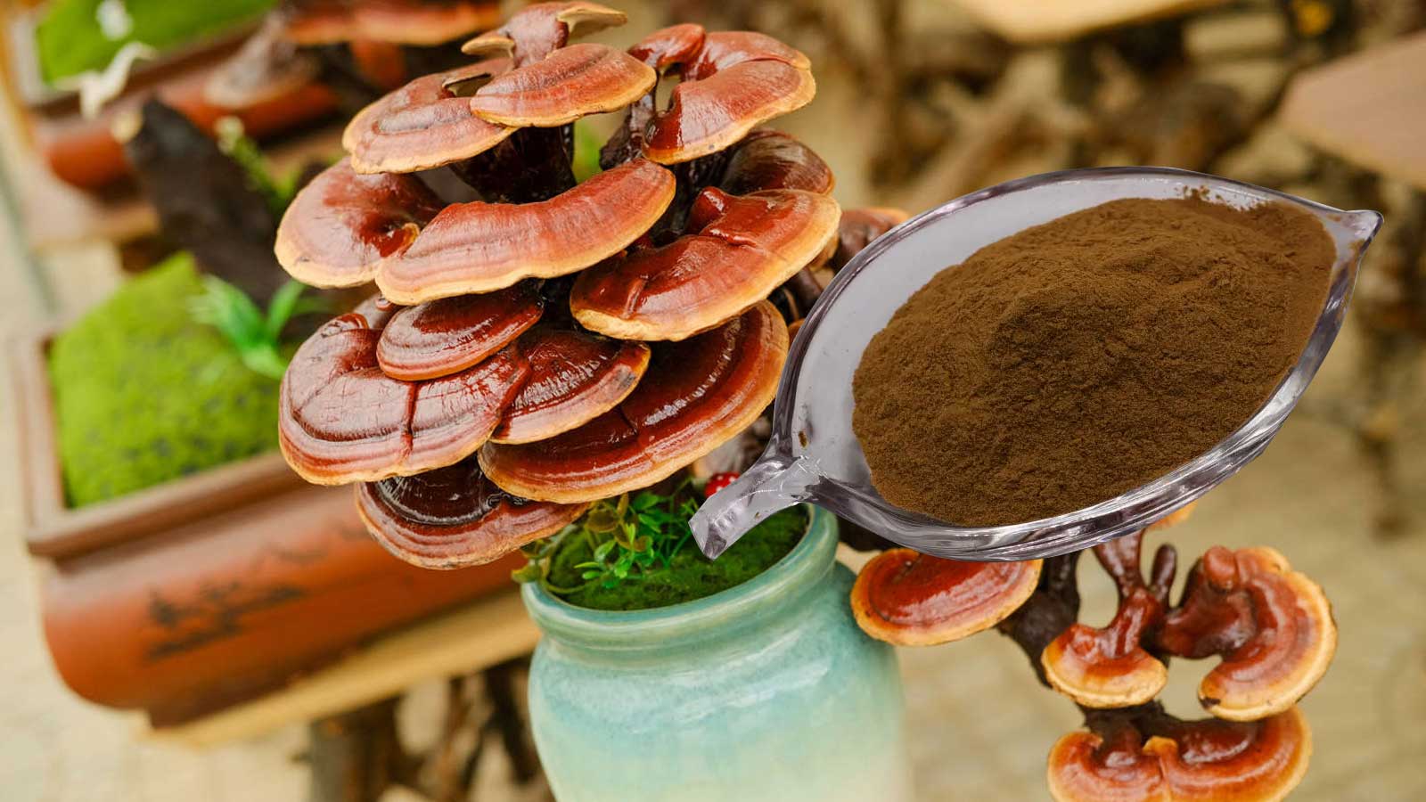 Lingzhi-Reishi-Mushroom-Extract-polysaccharides Lingzhi-Reishi-Mushroom-Extract-polysaccharides