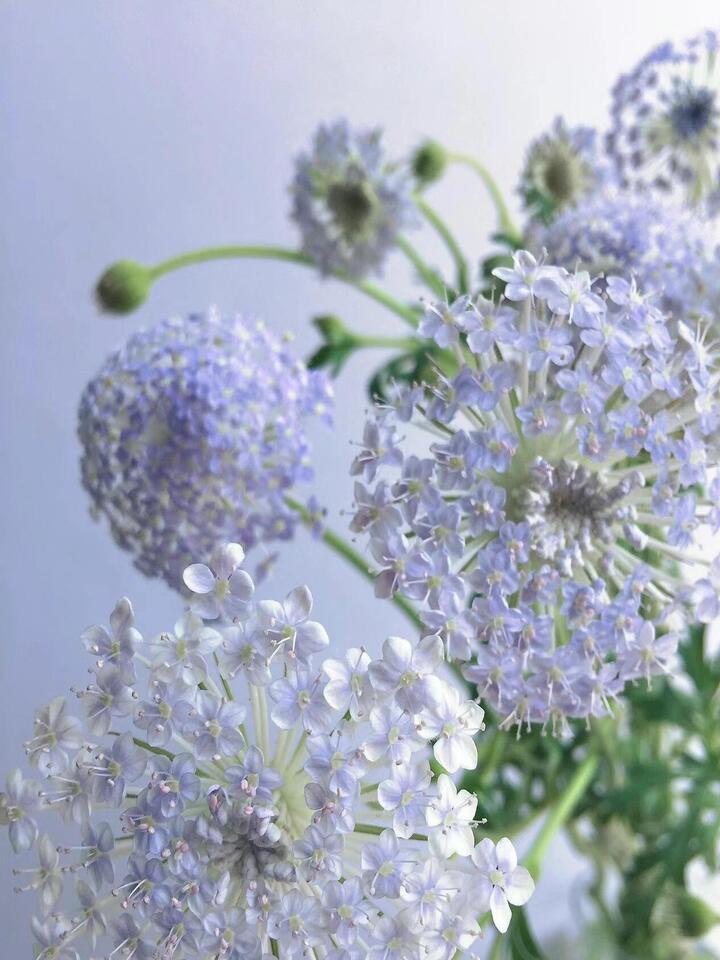 Purple Lace Flower Purple Lace Flower