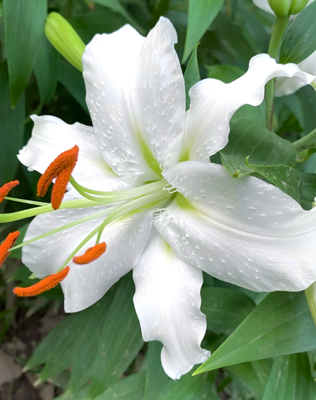 Siberia Lily Siberia Lily