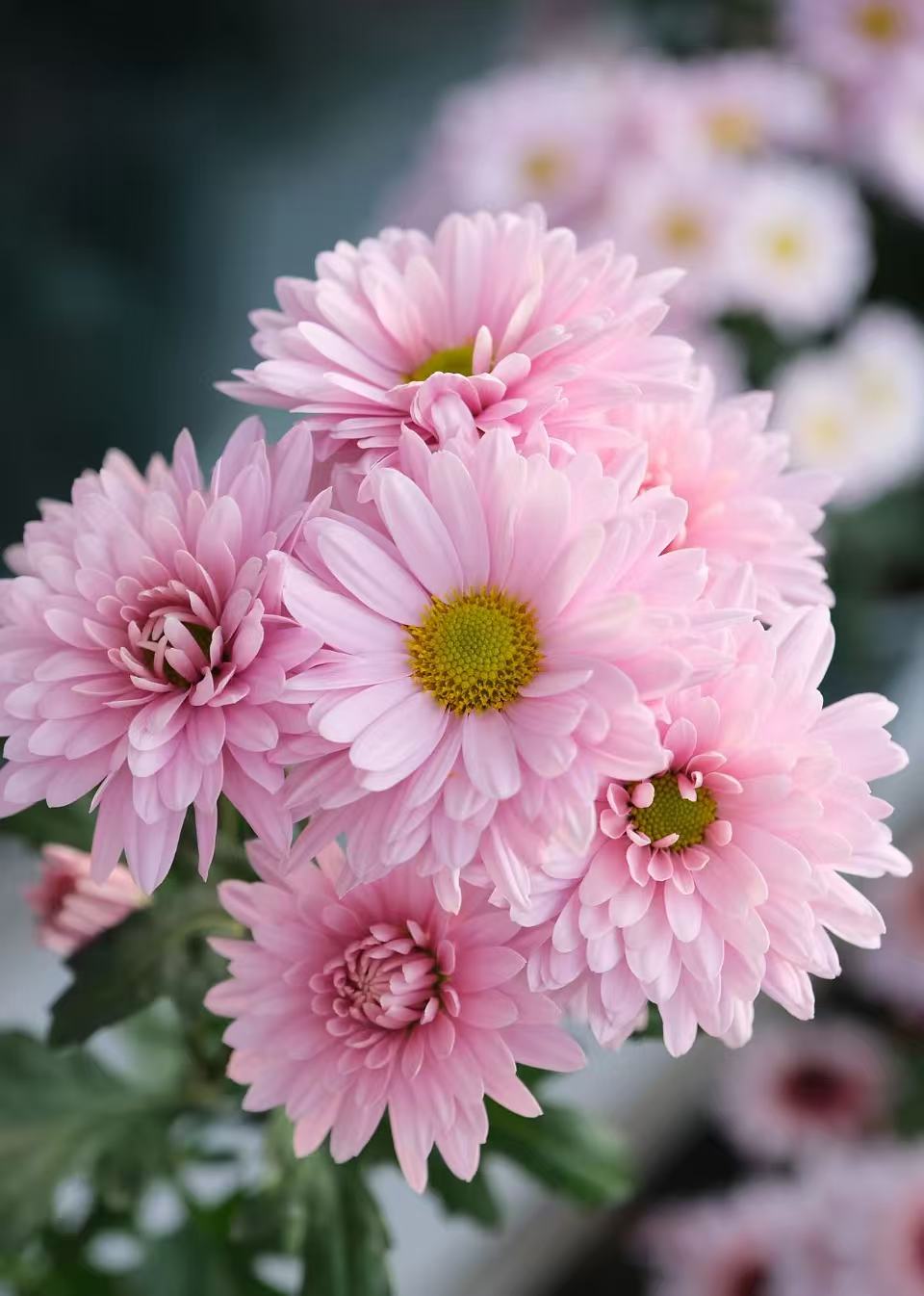 Seoul pink chrysanthemum Seoul pink chrysanthemum