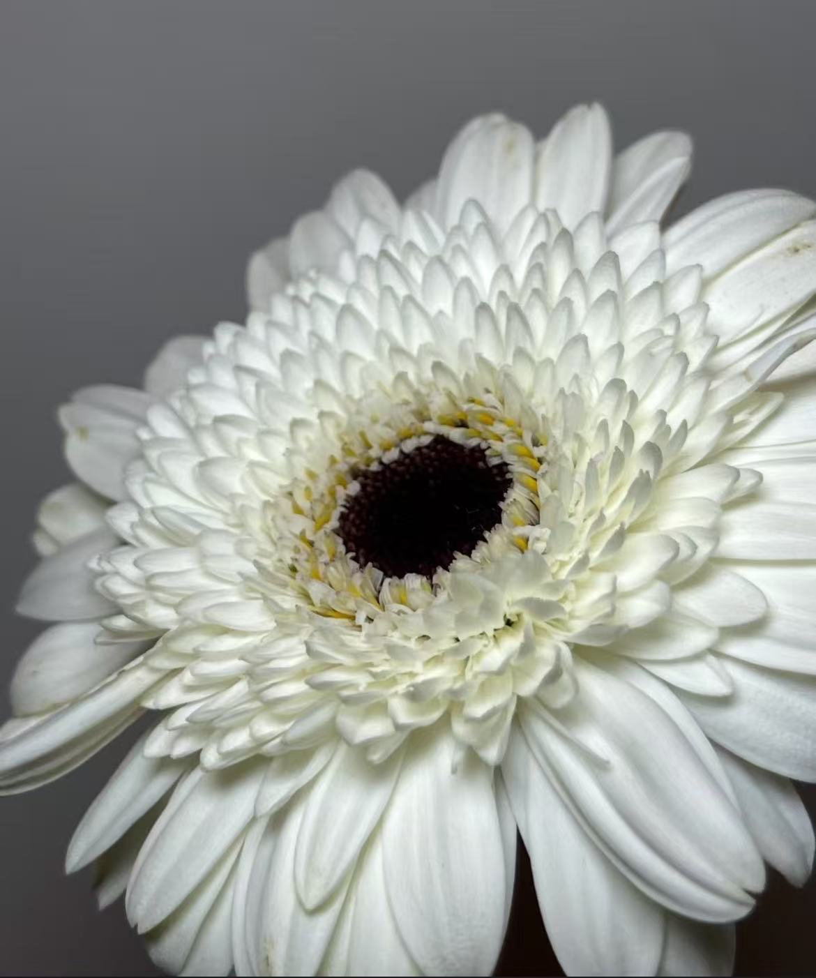 Standard white chrysanthemum Snoopy Gerbera Standard white chrysanthemum Snoopy Gerbera