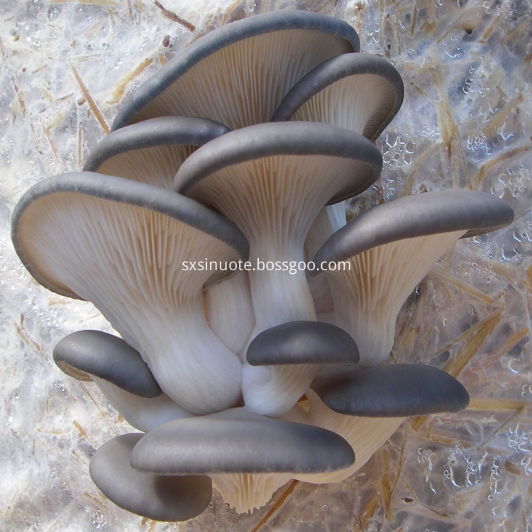 Oyster Mushroom Extract Oyster Mushroom Extract