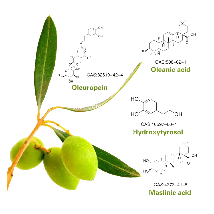 Olive Leaf Extract Olive Leaf Extract