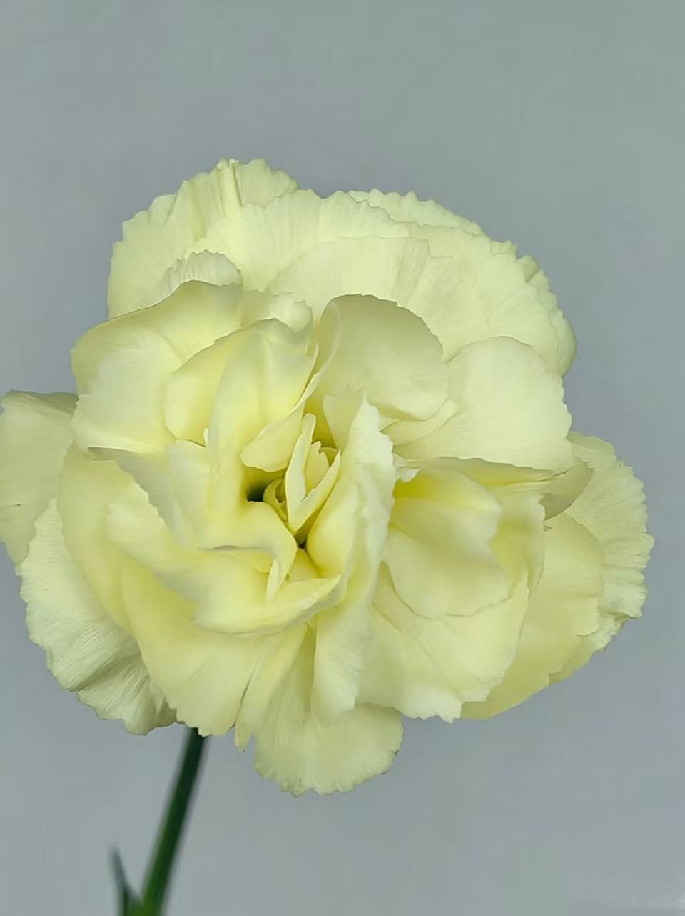 Spray carnation Imagination4 Spray carnation Imagination4