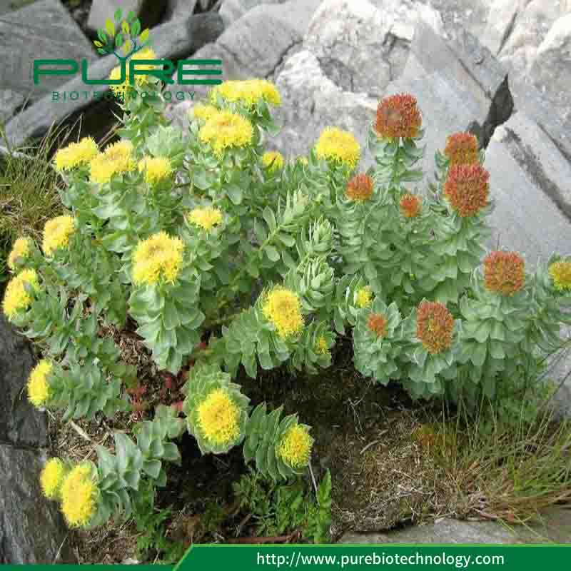 Tinh khiết tự nhiên khô Rhodiola Rosea Root Cao Rosavins 4 Pure Natural Dried Rhodiola Rosea Root High Rosavins 4