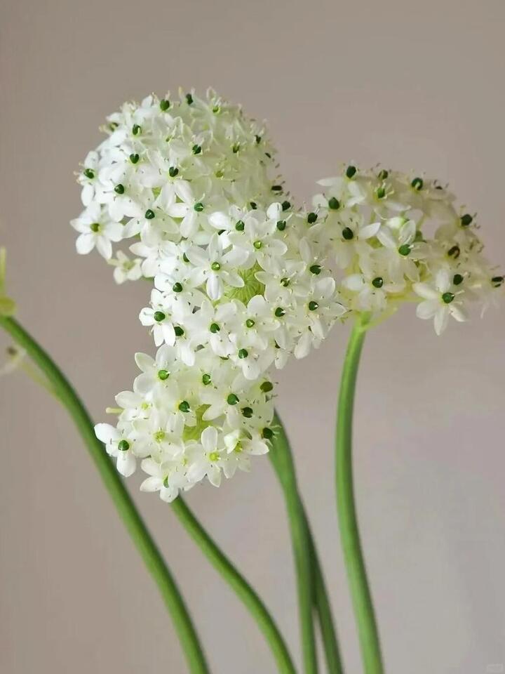 Wonder Flower Wonder Flower