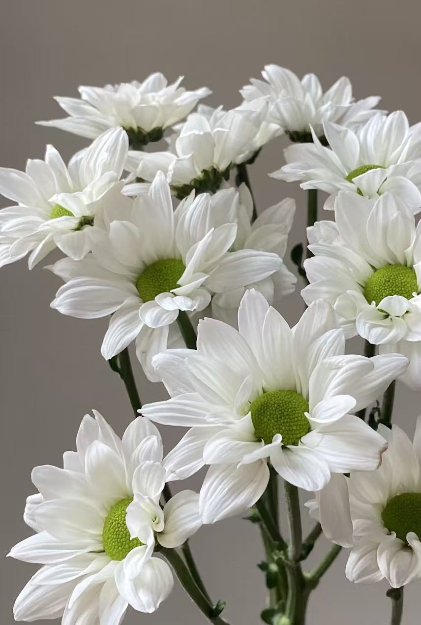 Kennedy white chrysanthemum Kennedy white chrysanthemum