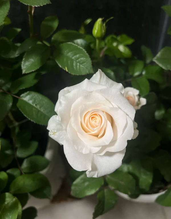 Cynthia Rose Cynthia Rose