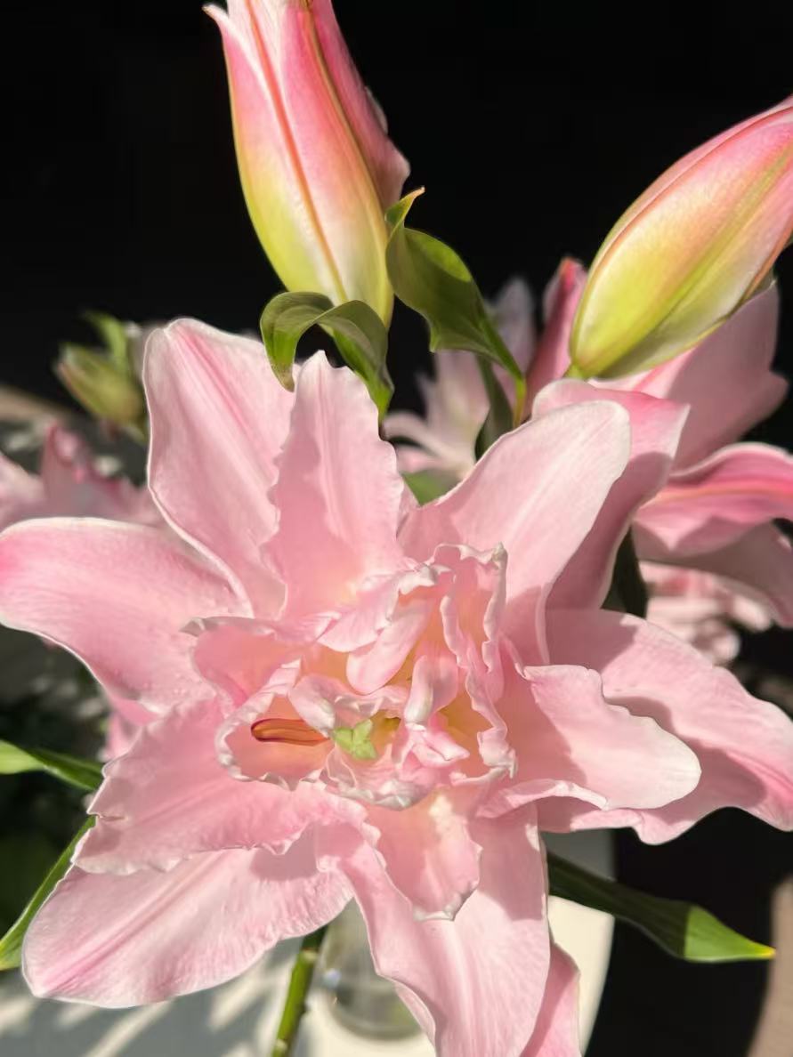 Double Diamond Double lily5 Double Diamond Double lily5