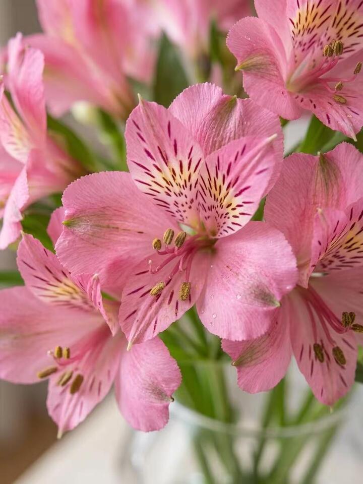 Pink Alstroemeria Pink Alstroemeria