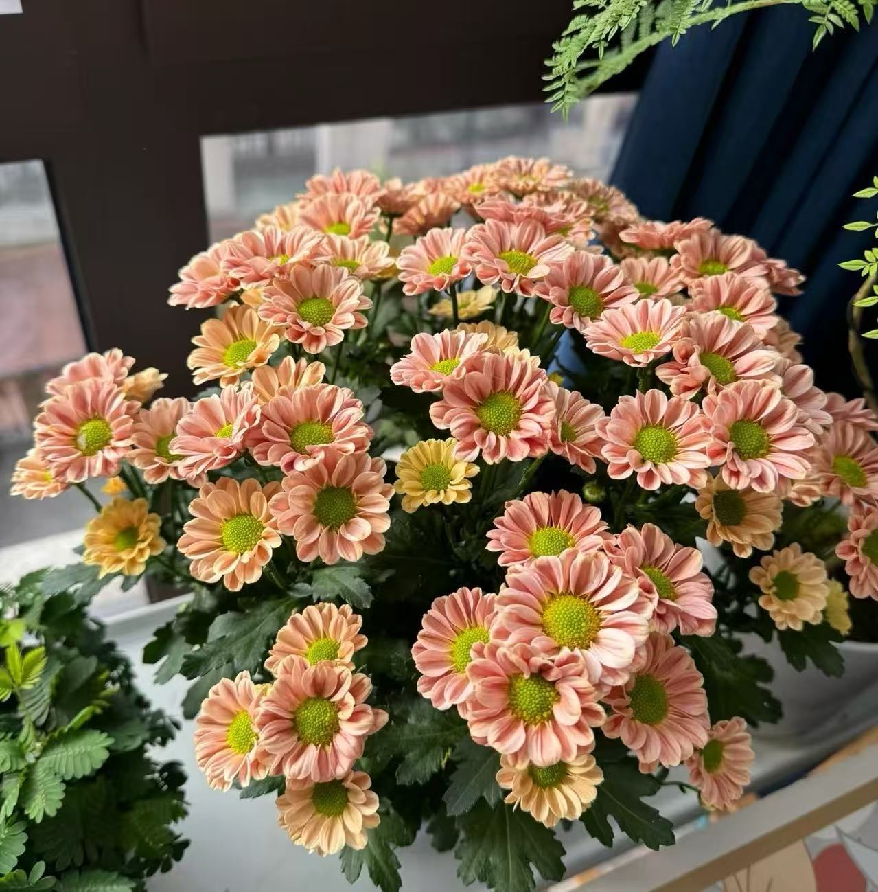 Linglong little chrysanthemum Linglong little chrysanthemum