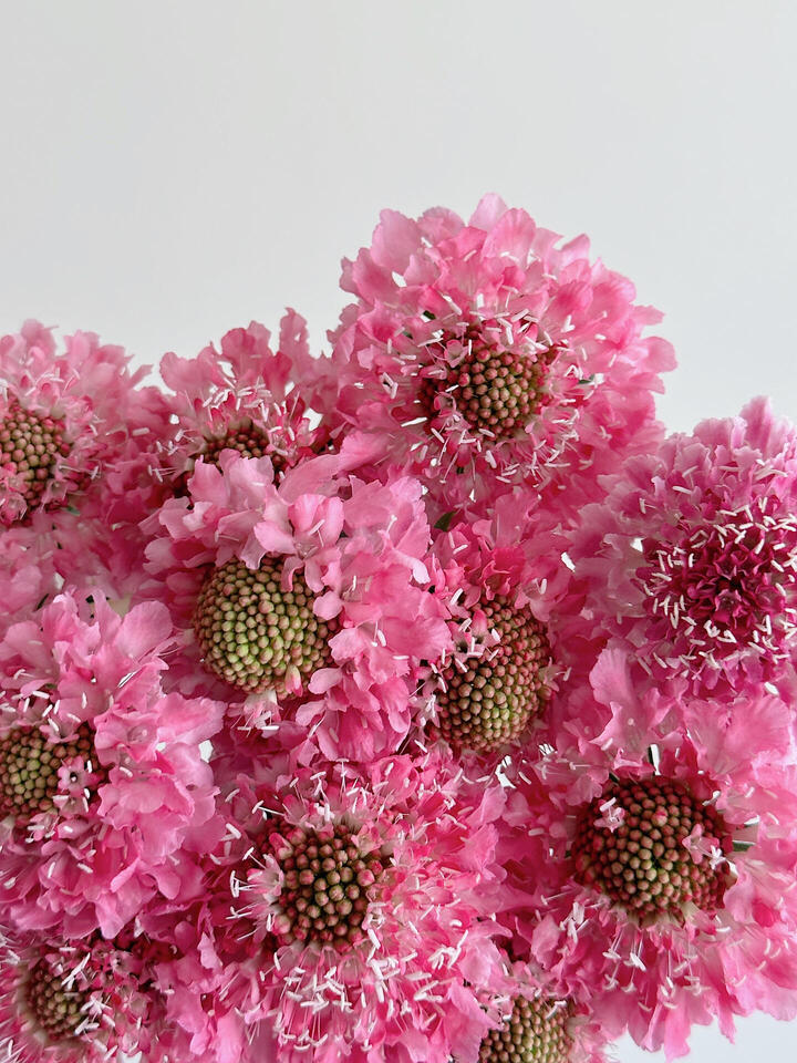 Pink Scabious Pink Scabious