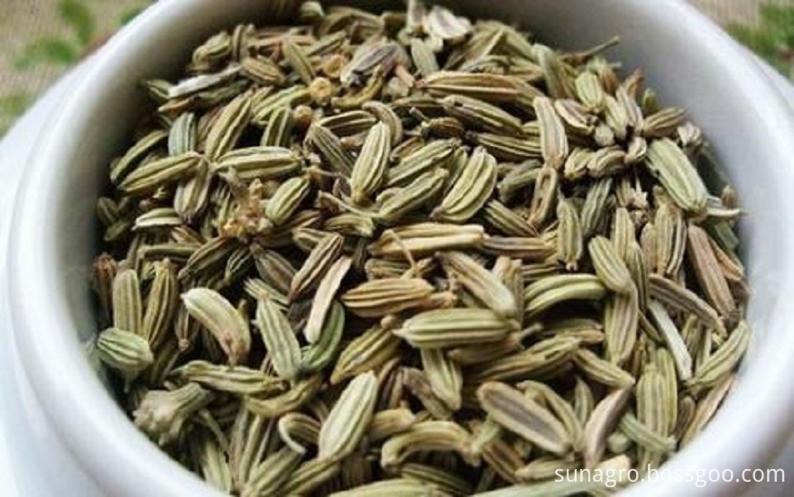Top Quality Spice Fennel