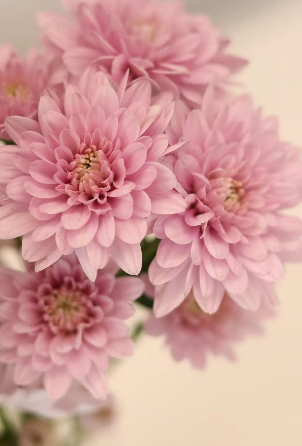 Seoul pink chrysanthemum Seoul pink chrysanthemum