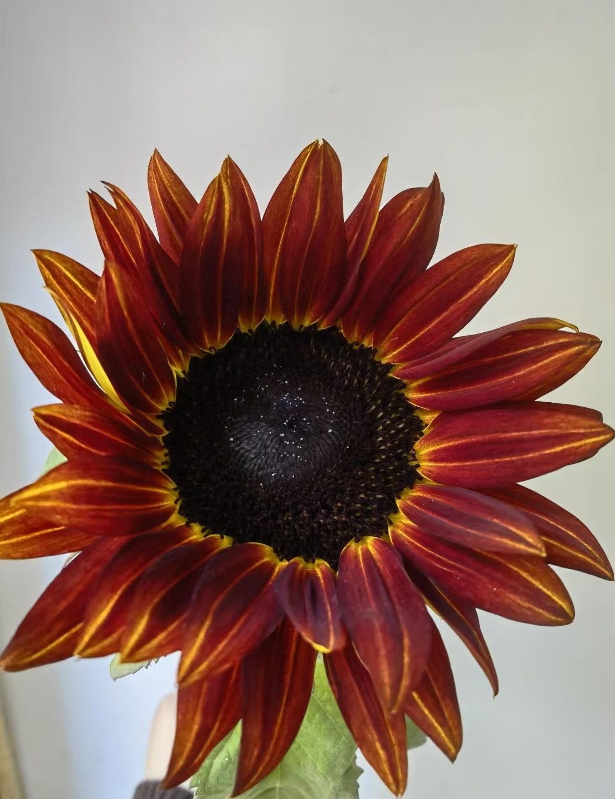 Chocolate sunflower Chocolate sunflower