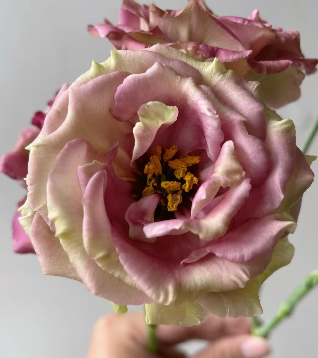Brown Lisianthus Brown Lisianthus