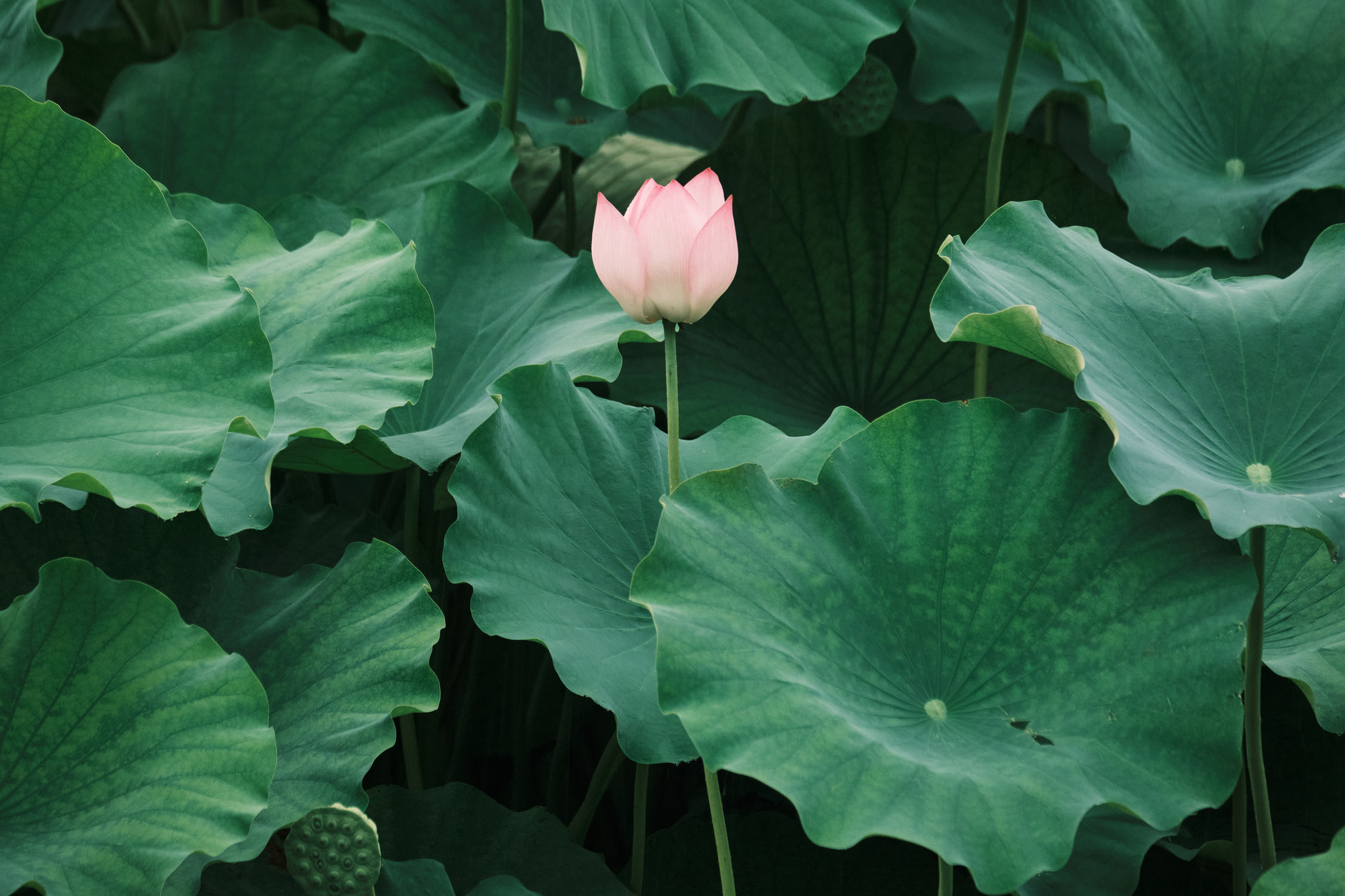 Lotus Leaf Extract (1) Lotus Leaf Extract (1)