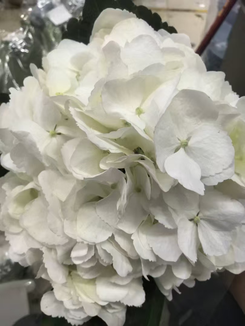 White single hydrangea White single hydrangea