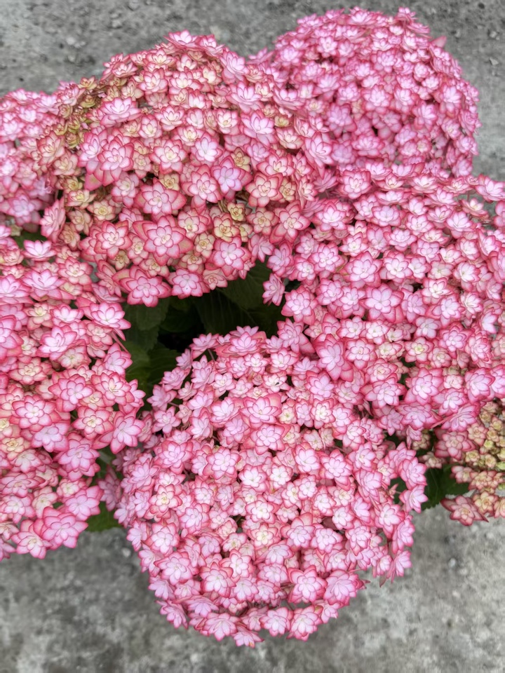 Luna Pink Double Hydrangea Luna Pink Double Hydrangea