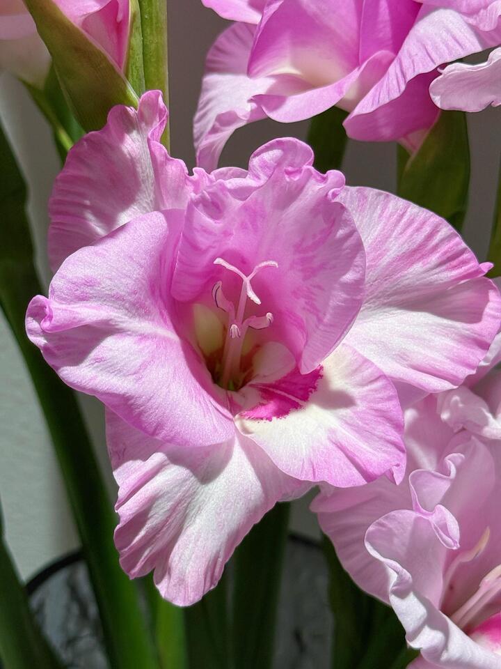 Gladiolus of Yi Lian You Meng Gladiolus of Yi Lian You Meng