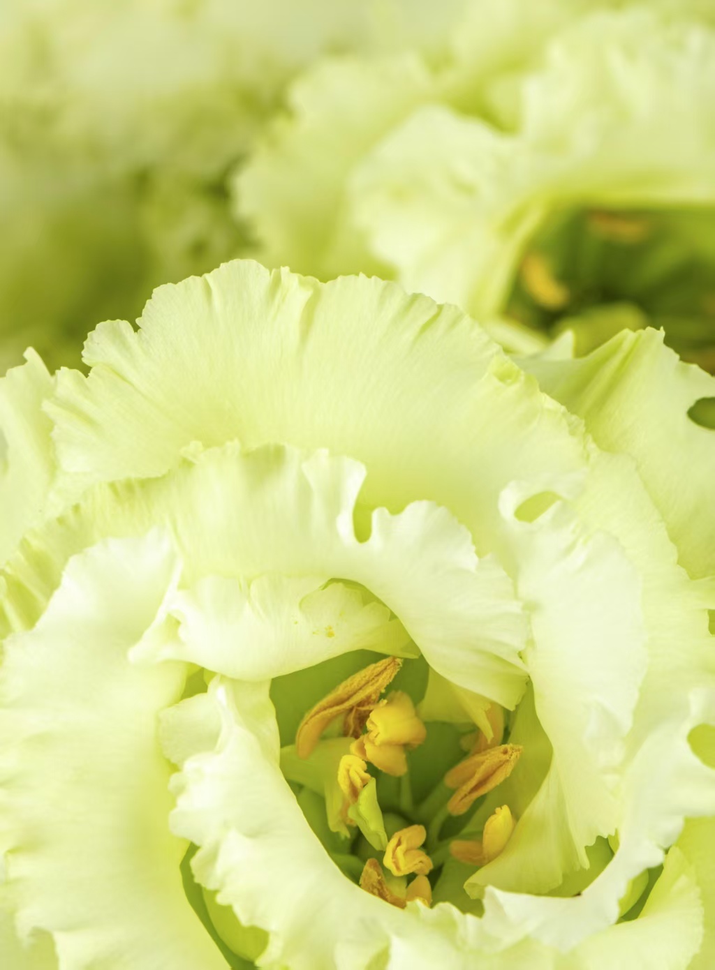 Green Lisianthus Green Lisianthus