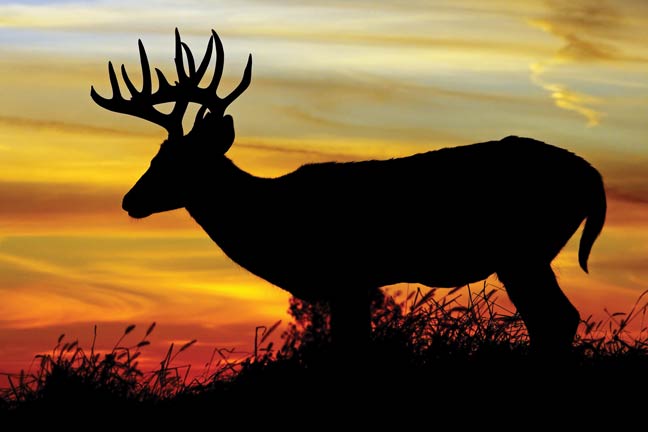 tips-for-hunting-nocturnal-bucks